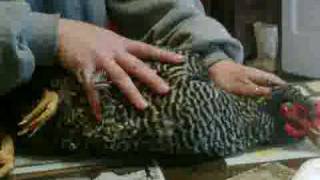 VID 00012-20100203-1428.3GP