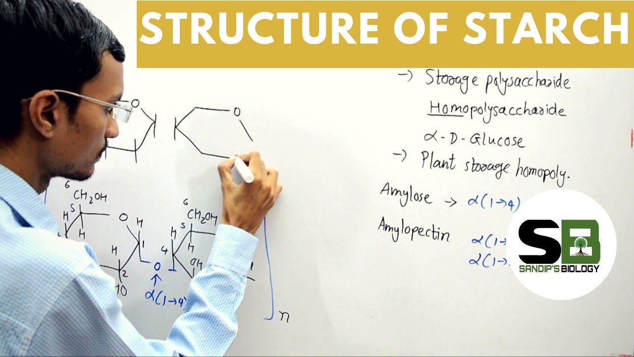 Starch, Definition, Structure & Function - Lesson