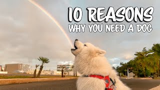 10 Reasons why you need a dog by Wanderlust Samoyed 2,289 views 8 months ago 2 minutes, 27 seconds