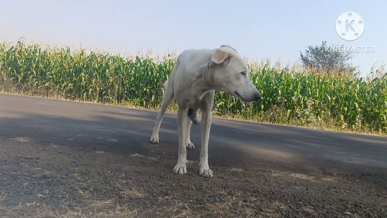 नर्मदा परिक्रमा l धनखेड़ी से कालीबाड़ी l Bharat bhumi dharshan l 🙏🙏 l 