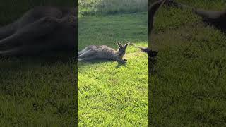 [Kangaroo]why I have to wake up when I am still sleepy😮‍💨#animals #cute #nature #wildlife