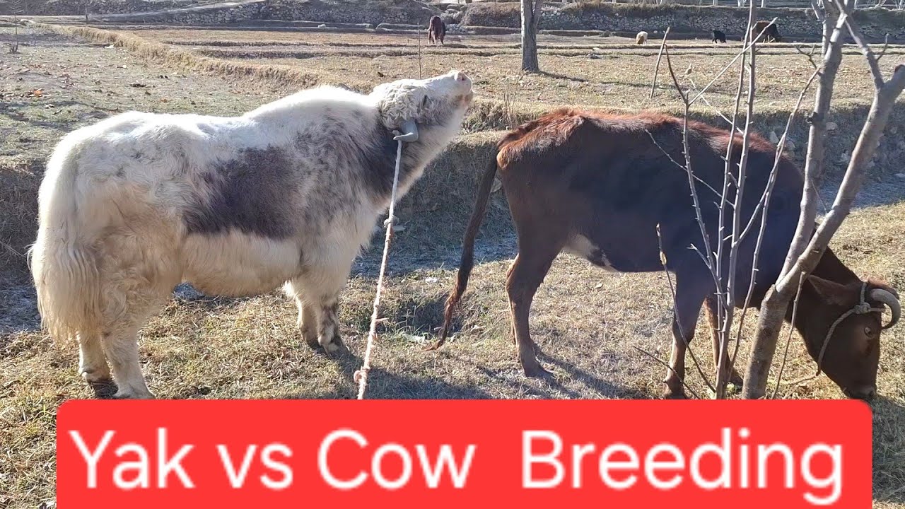 "Yak-Cow Crossbreeding: Unveiling the Ultimate Hybrid!" 