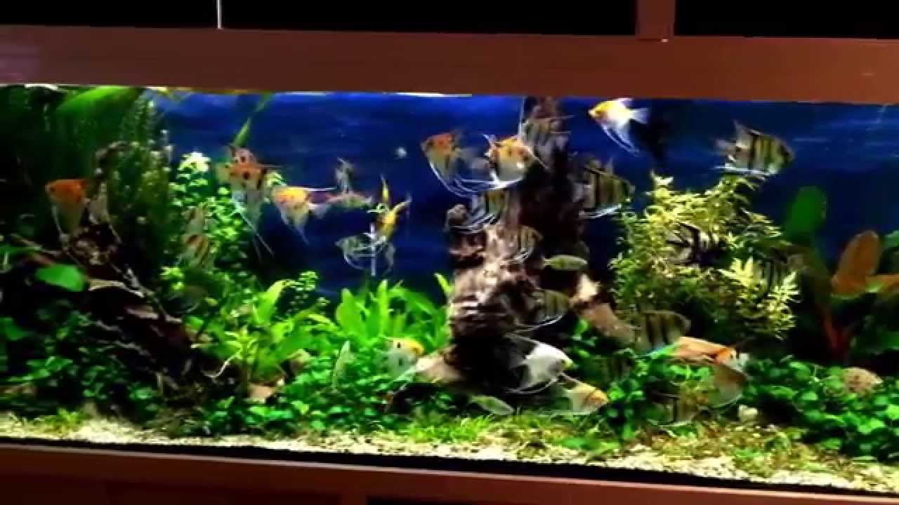 Калина в аквариуме