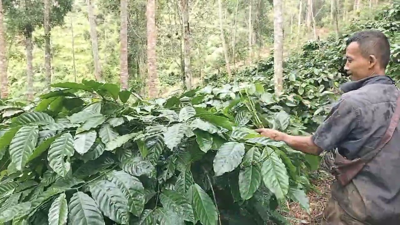 hijau dan lebat buah kopi robusta klon jembrung dan klon temah.