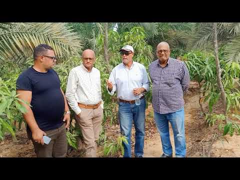 زراعة النخيل و المانجو و العلاقة بينهما و كيف نستفيد من تحميل المحصولين