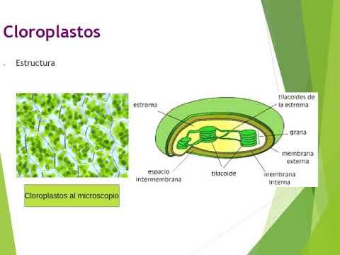 Vídeo: Diferencia Entre El ADN Mitocondrial Y El ADN Del Cloroplasto