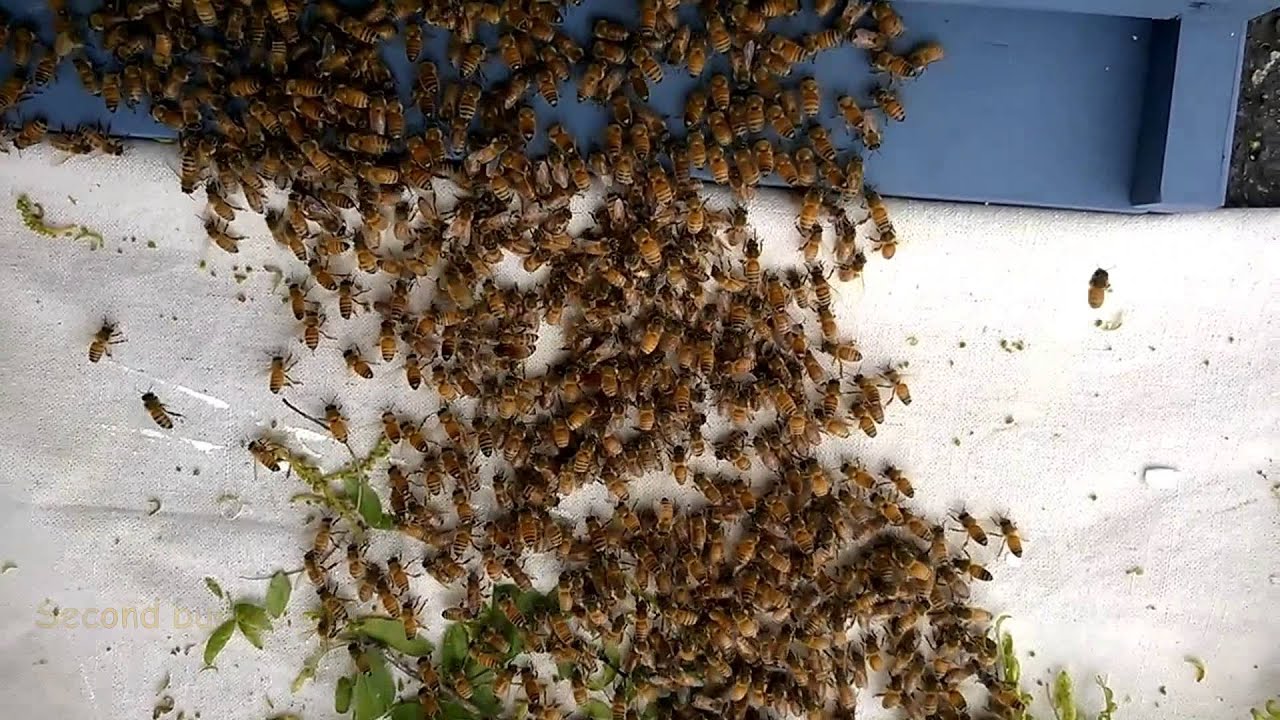 The Bee March HD and a bit longer - YouTube