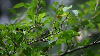 See how a Cicada creates their Buzzing sound.