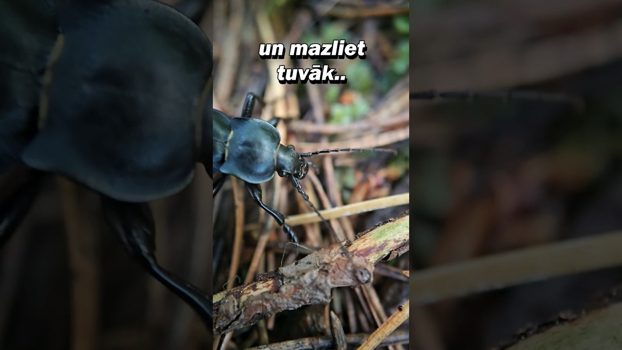 Kukaiņi Latvijas dabā - skrejvabole (Carabus glabratus) ✨️ 