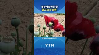 It Wasn't Just a 'Pretty Flower' #shorts / YTN