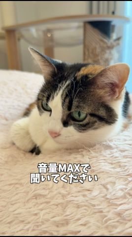 世界一美しい声❤️ #cat #catshorts #三毛猫 #猫のいる暮らし