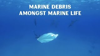 Plastic Pollution And Marine Debris Among Marine Life