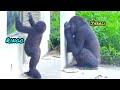 倆兄弟都喜歡人類的小朋友😆🤣💦#Djeeco#ゴリラ#迪亞哥#金剛猩猩#taipeizoo #gorilla #台北市立動物園 20240510#1