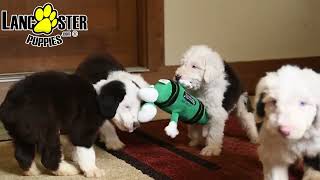 Fluffy Old English Sheepdog Puppies