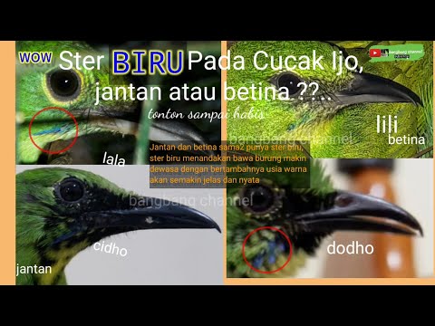 Video: Adakah mata biru satu mutasi?