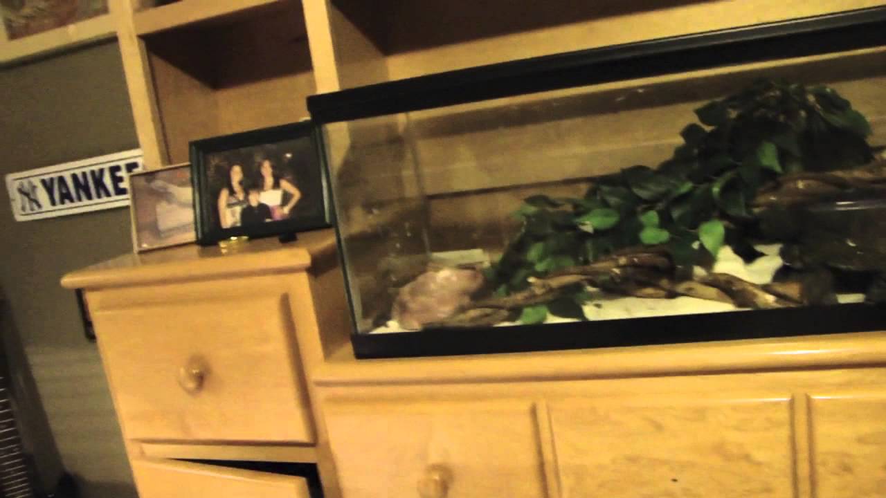 fortnite epic games How to convince your parents to get you a reptile!!!