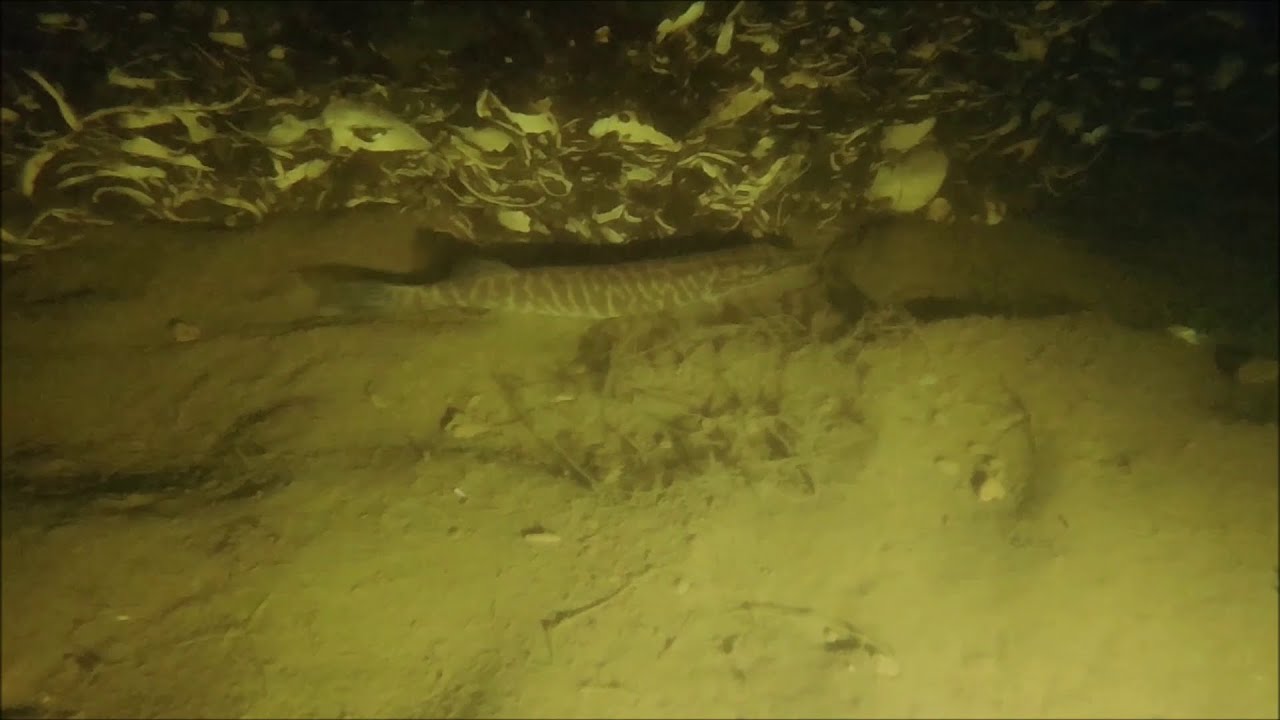 Vrijdagmiddagduikje Langenboom, 30 december 2022