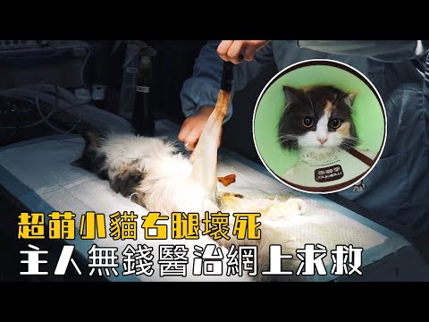 Video: Kuinka hoitaa kissaa steriloinnin tai kastraation jälkeen