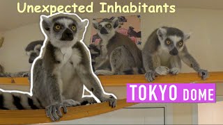Unexpected Animal Experience at Tokyo Dome 🦥🐾