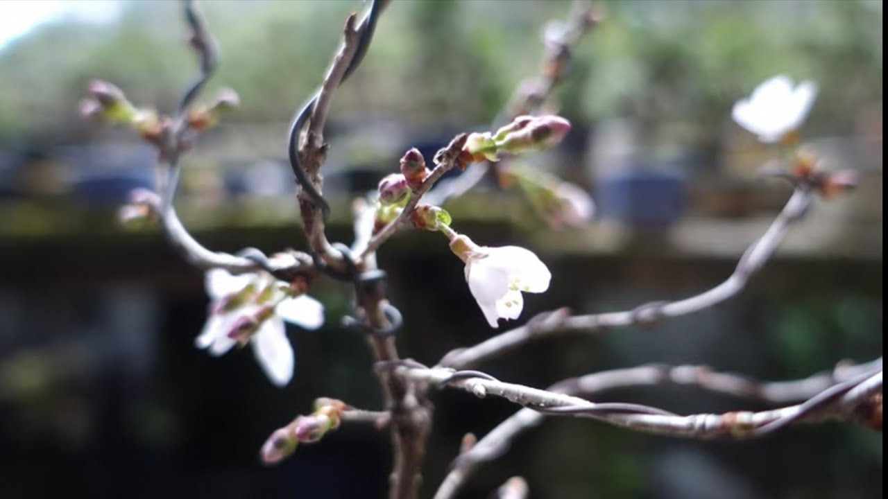 Bonsai diary】 ♯175 sakura bonsai/富士桜のミニ盆栽 - YouTube