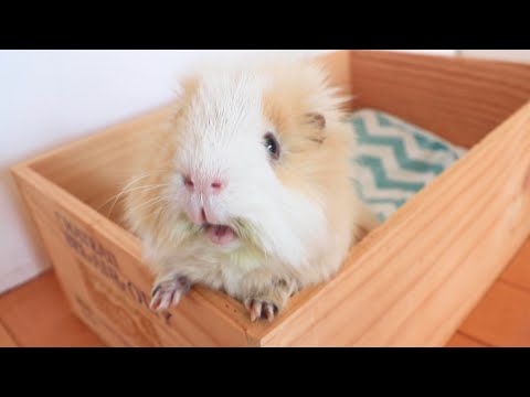 モルモットの家族 もるもるも - YouTube