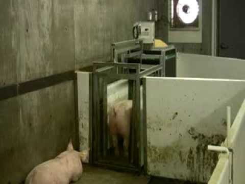Osborne Fire Pig Performance Testing System Youtube