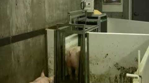 Osborne FIRE Pig Performance Testing System