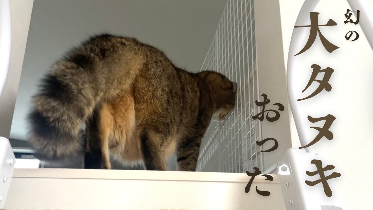 撮影成功】猫と暮らす家にしっぽの大きな大タヌキが現れた… - YouTube