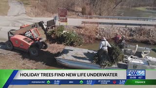 Recycled Christmas trees help to create fish habitats in Kentucky: How you can get involved