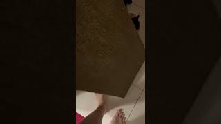 Precious Cat Wearing Cute Outfit After Shower