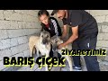 BARIŞ ÇİÇEK ZİYARETİMİZ ( Turkish Shepherd Dogs )