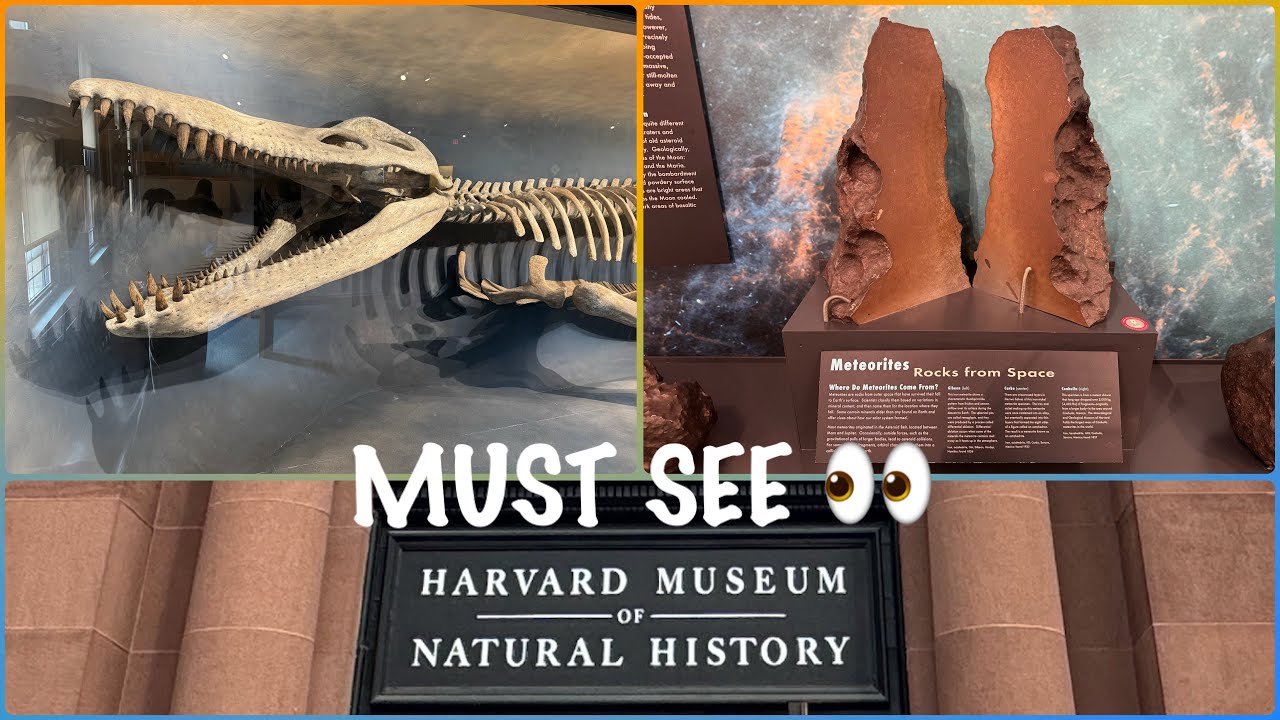 Not to miss! Harvard Museum of Natural History & Peabody Museum of Archaeology & Ethnology in 3 hrs.