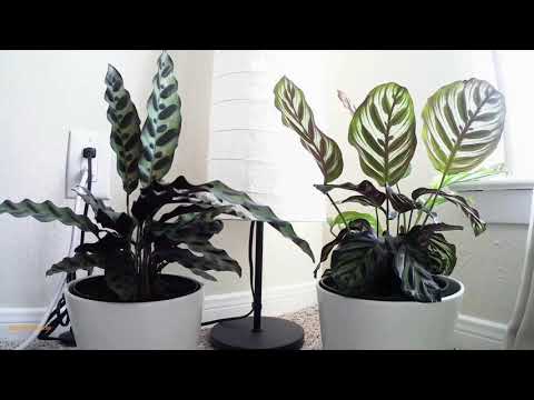 Mesmerizing Calathea Movement