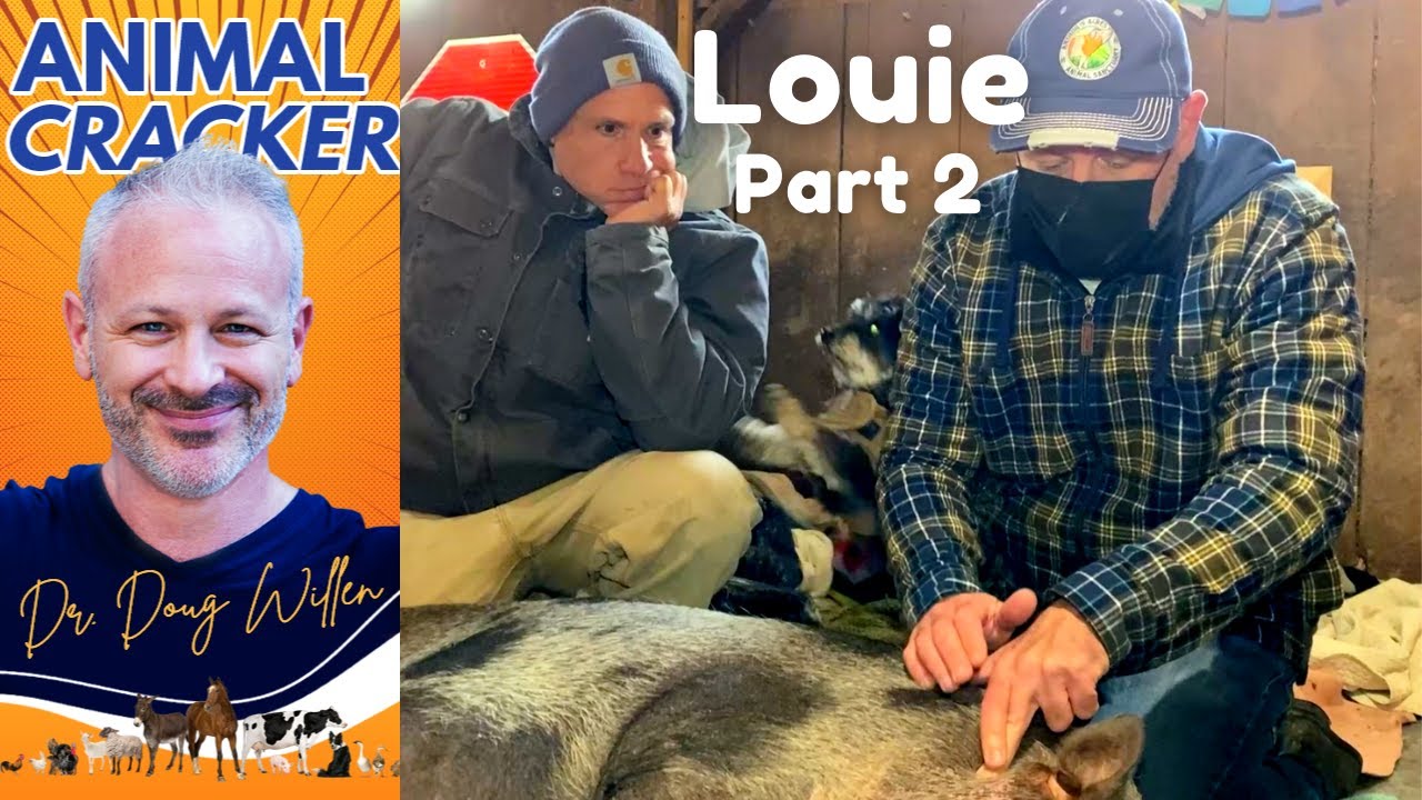 "LOUIE" the RESCUE PIG! ~ GUT-WRENCHING EMOTIONAL CHIRO SESSION (Part 2)