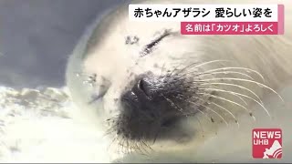 「かわいい」赤ちゃん