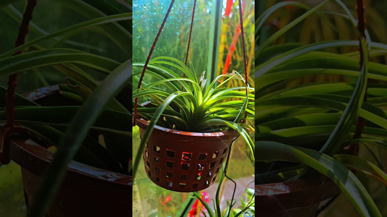 Tillandsia Deborah Ann Variegated #tillandsia #deborah #sgplants