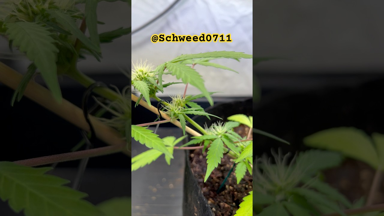 Beautifully pre-flower phase