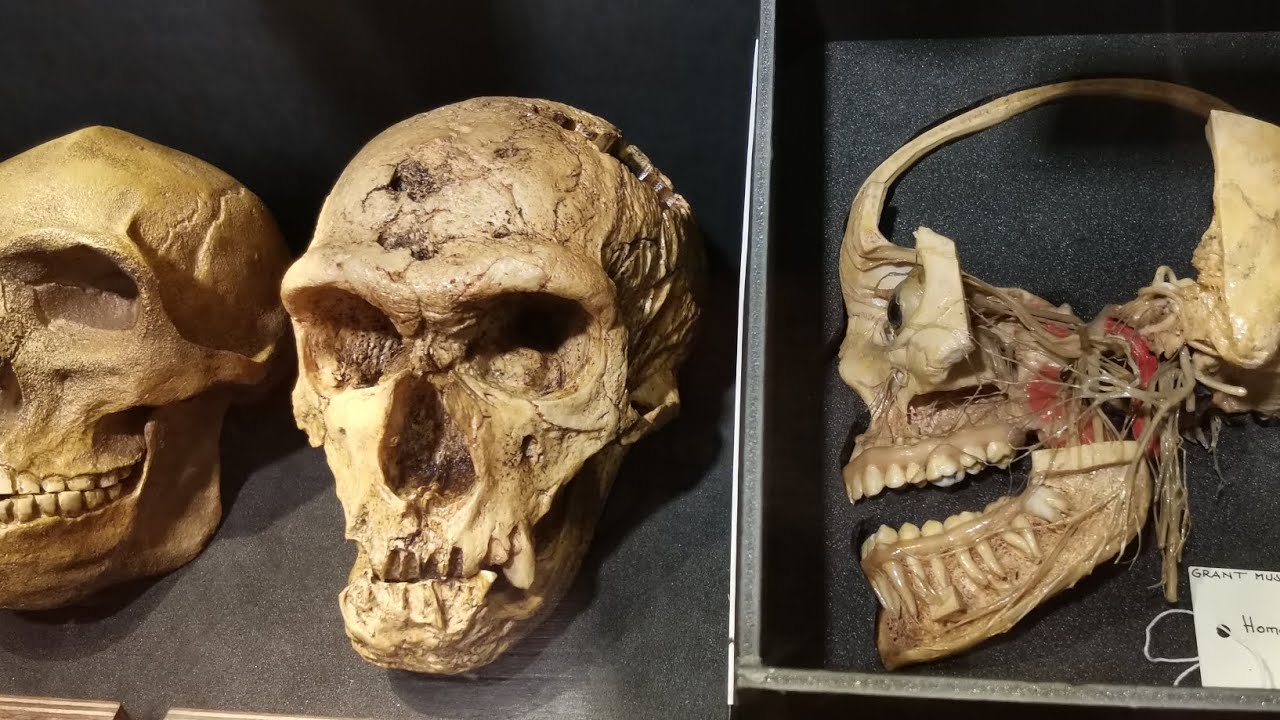 Grant Museum of Zoologist - London