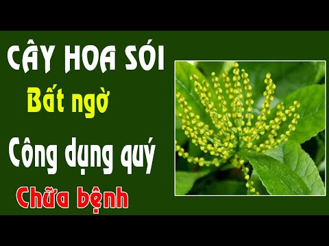 Video Cây hoa Sói - thần dược bất ngờ. - youtube