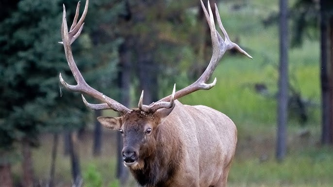 Difference between Moose And Elk: Unveiling the Secrets