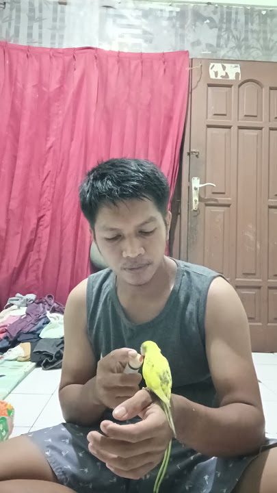 cara melatih burung parkit ftm