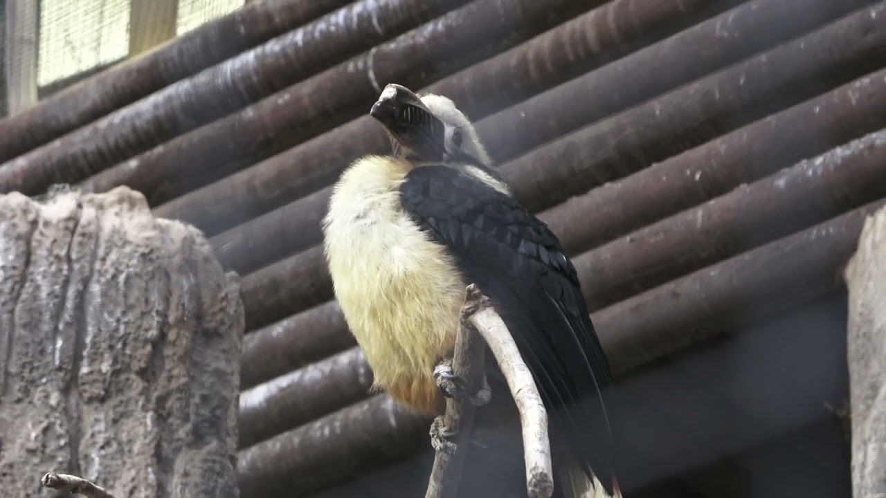 Tropical Realm Chester Zoo