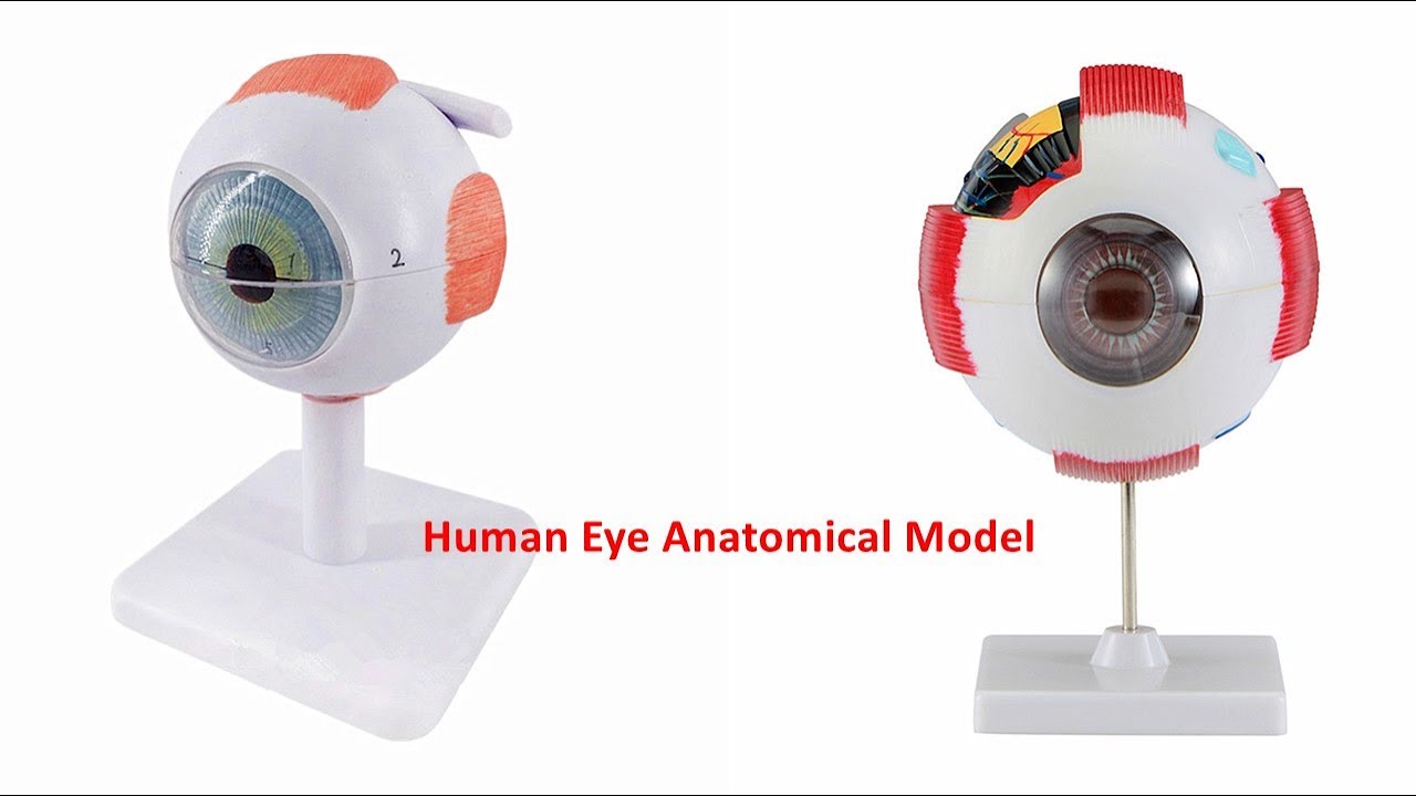Human Eye Model 3 Times Life Size Quality Lab Biological Anatomical ...