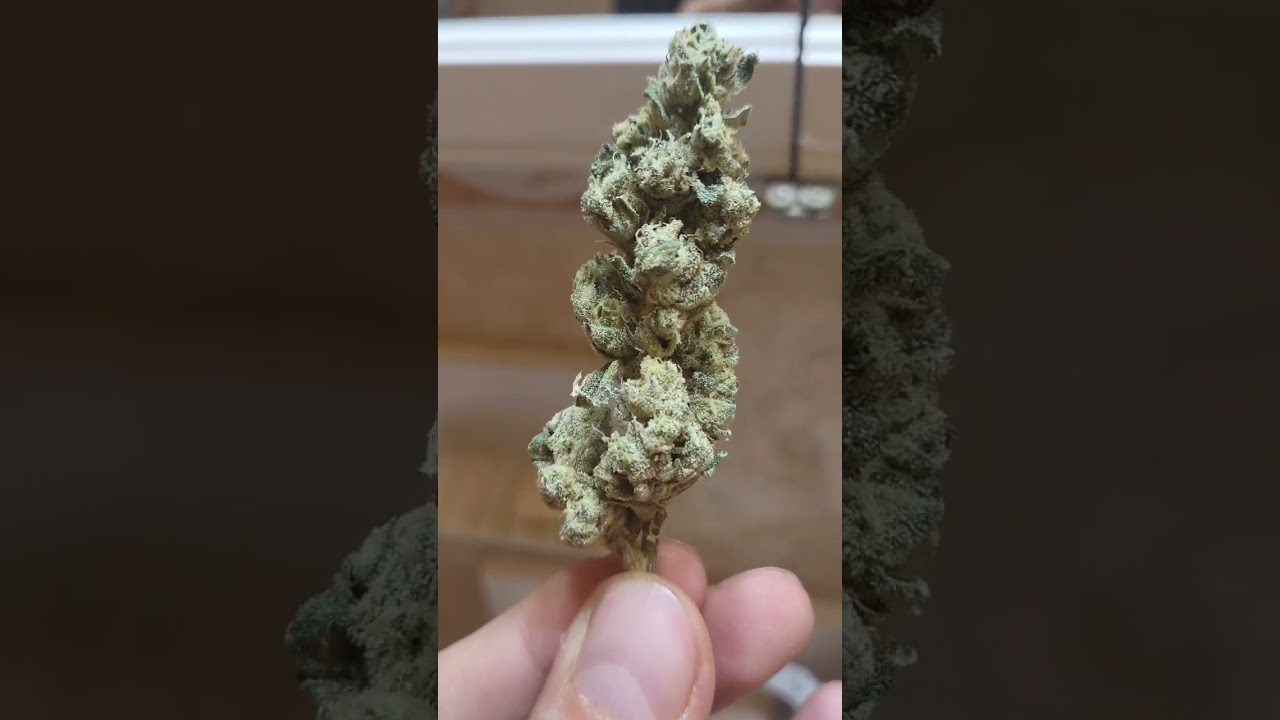 Goji OG (Mother Queen cut) grown by TheNorthFire