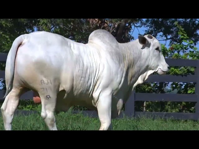 LOTE 041 - LAJI 218 - LEILÃO VIRTUAL FAZENDA NOVA GENÉTICA 2024