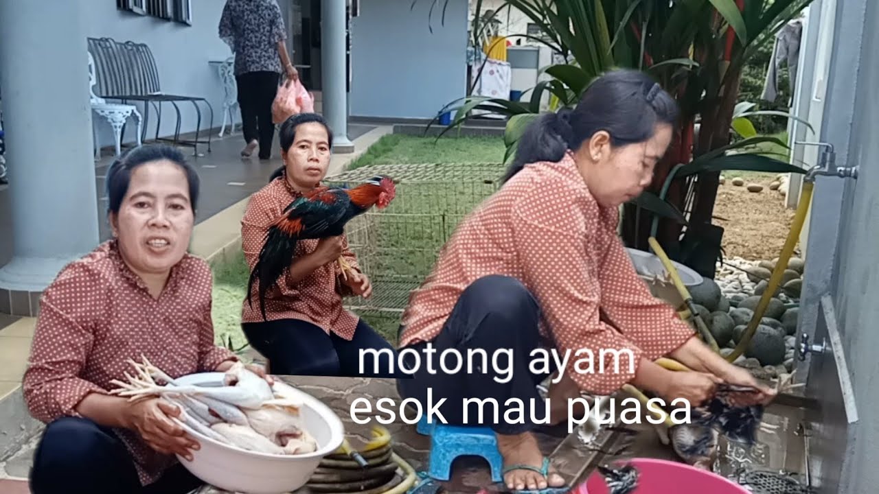 rutinitas tkw malaysia motong ayam