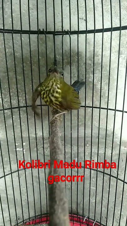 Burung Kolibri Madu Rimba gacor #kicaumanialampung #burungmasteran #salamkicaumania  #salamsatuhoby