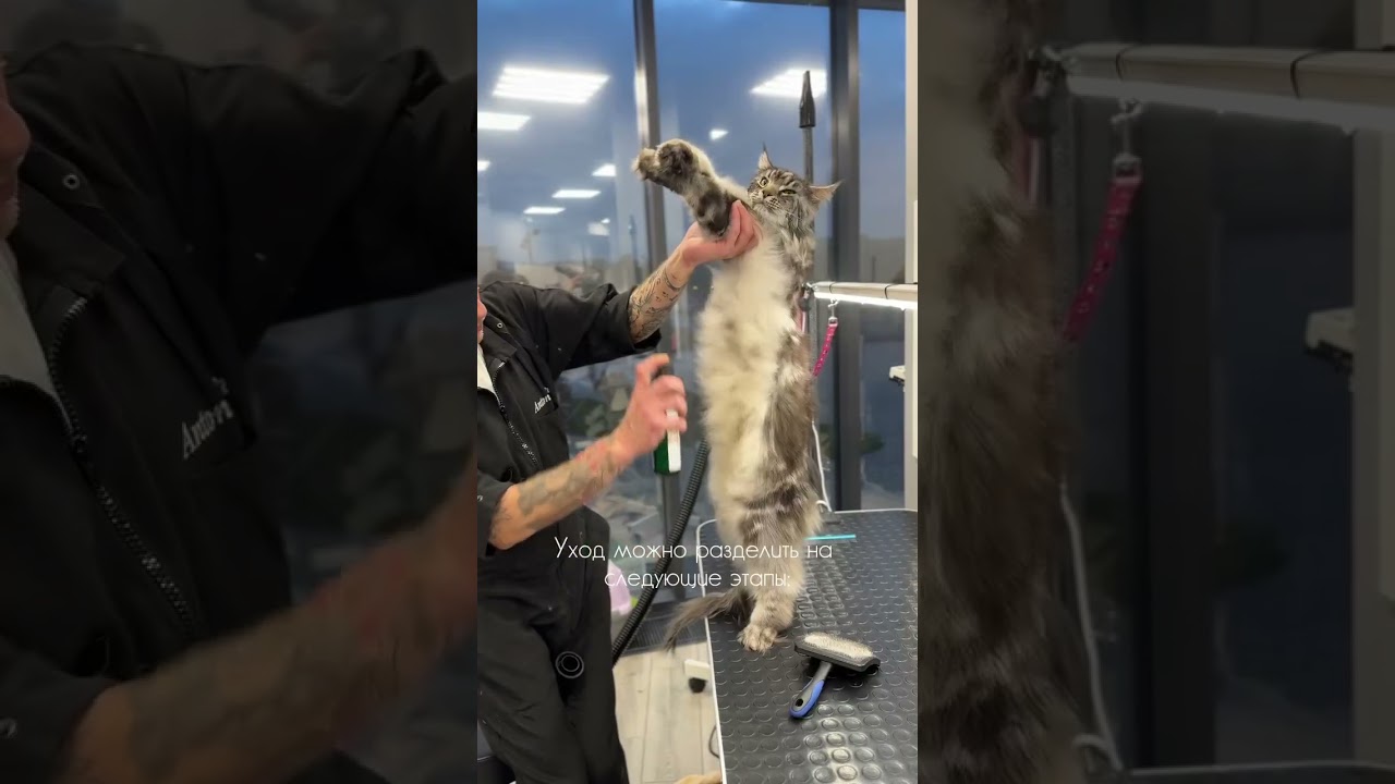 Груминг очень красивого кота мейн-куна
