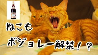 【猫多頭飼い】ボジョレーヌーボー解禁させないねこ達。カシャカシャぶんぶん解禁！