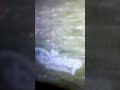 Disney Channel Screenbug